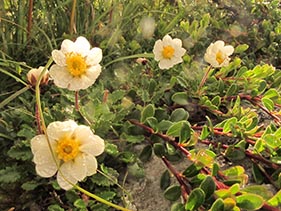 MSS_Flowers and Berries