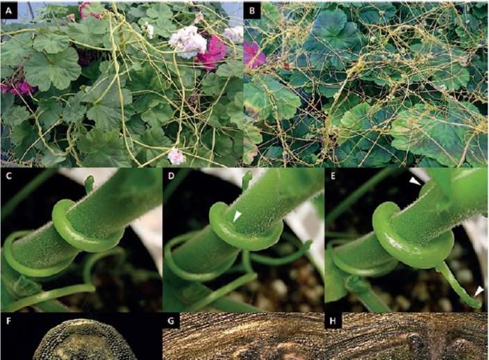 Plant/Algal Biotechnology and Biochemistry