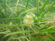 Zostera marina seagrass meadow in Tralee Bay